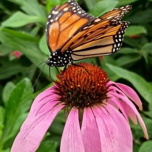 Meet your Posher, Kennedy